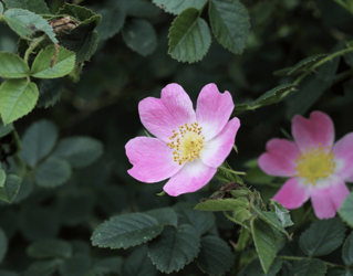 Masełko różane Kostka do Kąpieli  Moja Farma Urody
