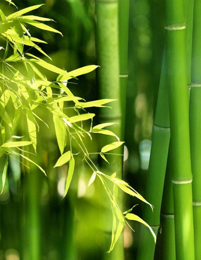 Ecocera Puder bambusowy prasowany HIT z lusterkiem