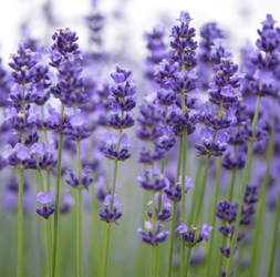 Masełko konopne Kostka do Kąpieli  Moja Farma Urody