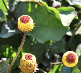 Masełko BIOLIFTING ZIOŁOWY Kostka do Kąpieli  Moja Farma Urody